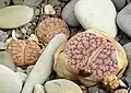 Lithops pseudotruncatella