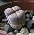 Lithops schwantesii
