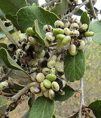alternativní popis obrázku chybí