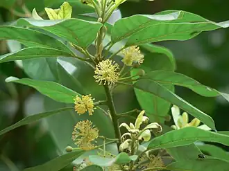 alternativní popis obrázku chybí