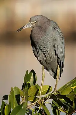 alternativní popis obrázku chybí