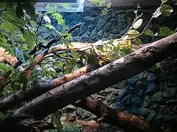 Leguán zelený v zajetí