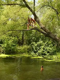 Vrba nakloněná nad vodu, z ní skáčou děti do vody