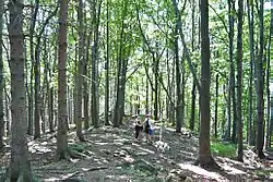 Zřícenina hradu Šaumburk