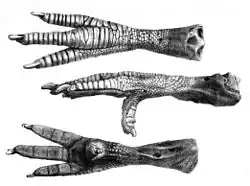 Černobílý obrázek pařátu – nahoře seshora, pod tím z levého boku, dole zespod