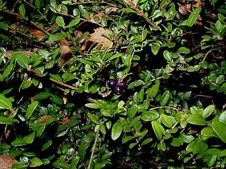 alternativní popis obrázku chybí