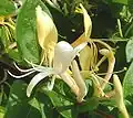 Zimolez japonský (Lonicera japonicum)