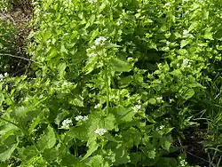 alternativní popis obrázku chybí