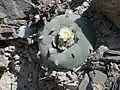 Lophophora diffusa na nalezišti.