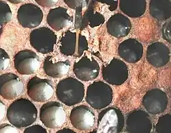 popis obrázku chybí