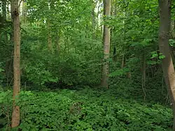 Pohled do lužního lesa