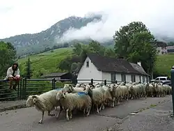Přesun stáda v Lourdios-Ichère