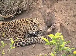 Levhart indický chycený do pytláckého oka