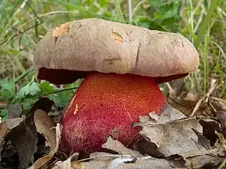 Luční - Boletus legaliae 01 crop