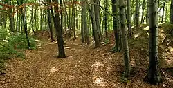 Zbytky hradiště Lubomia