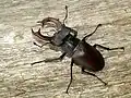 Roháč obecný (Lucanus cervus)
