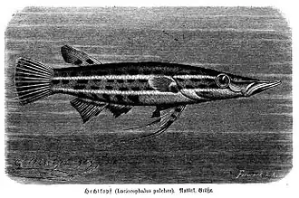 alternativní popis obrázku chybí