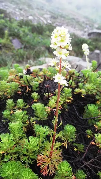 alternativní popis obrázku chybí