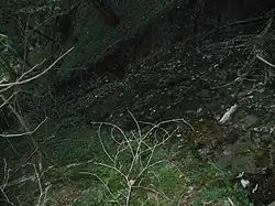 Horní tok potoka v lese mezi zaniklou osadou Královec a Anenskou Studánkou