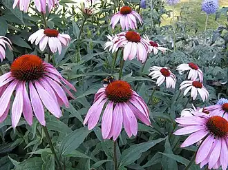 alternativní popis obrázku chybí