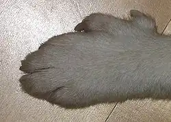 přední tlapka norského lundehunda