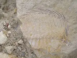 Zkamenělina ryby nalezená v lupku