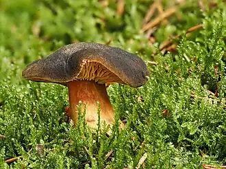 alternativní popis obrázku chybí