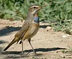 slavík modráček tundrový