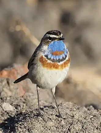 alternativní popis obrázku chybí