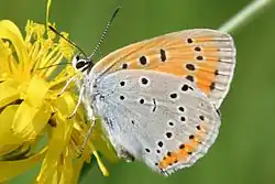 ohniváček černočárný