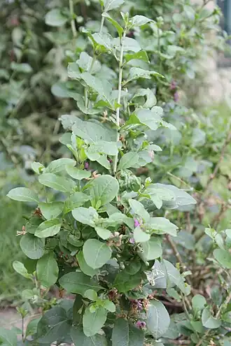 alternativní popis obrázku chybí