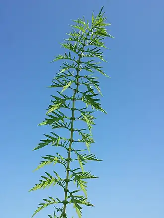 alternativní popis obrázku chybí