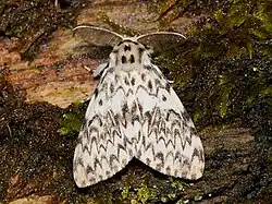 Detailní pohled na motýla bekyni mnišku odpočívající na mokrém dřevě pokrytém mechem; motýl má složená bílá křídla ve tvaru rovnoramenného trojúhelníku s černou kresbou po celé ploše a na hlavě velká tykadla směřující od hlavy doleva a doprava, která se z nich svěšenými chloupky připodobňují hřebeny