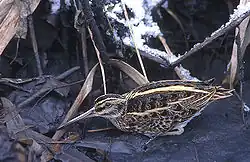 alternativní popis obrázku chybí