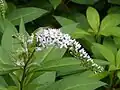 Východoasijská Lysimachia clethroides