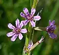 Lythrum californicum