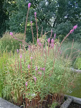 alternativní popis obrázku chybí