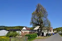 Málkovská lípa u kapličky