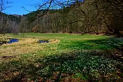 Bledulová louka v Polenzkém údolí