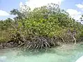 mangrovové porosty
