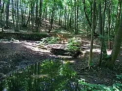 Rokytka před Nedvězím