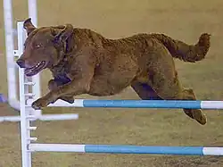 čokoládový Chesapeake Bay retrívr na agility