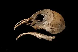 alternativní popis obrázku chybí