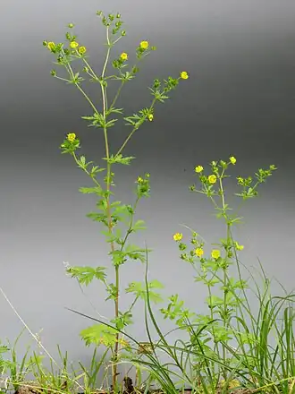 alternativní popis obrázku chybí