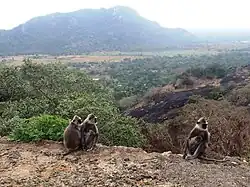 Opice žijící na vrchu