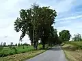 Maďalová alej jižně od Radenína