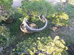 Bonsaj v největší japonské zahradě Evropy Mažučiai v Litvě