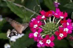 Dlouhozobka svízelová na pěstované verbeně