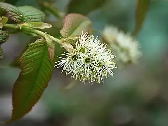 Detail rozkvetlé větévky