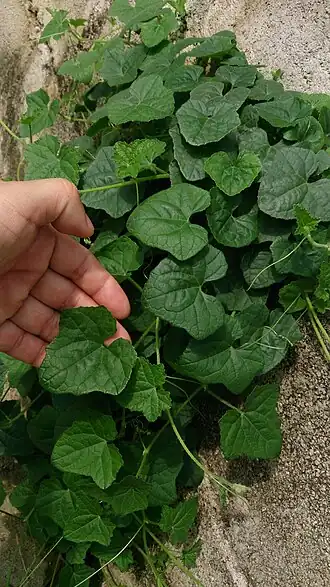 alternativní popis obrázku chybí